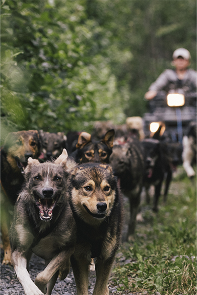 Pack_Run_And_Dog