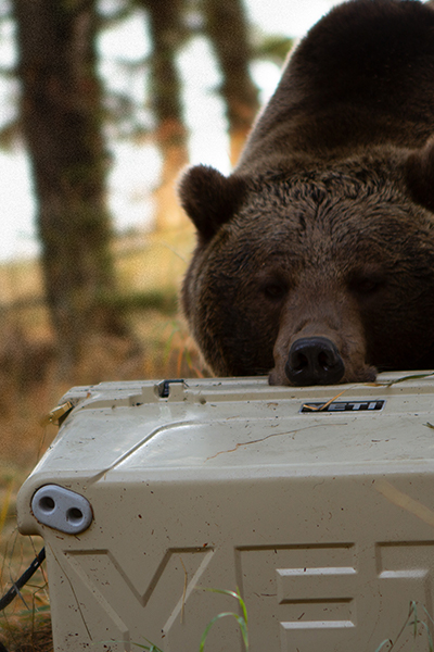 Cheap bear proof cooler sale
