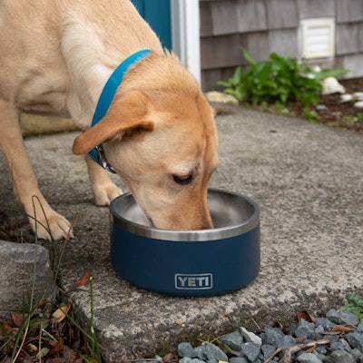 what is the best water bowl for dogs