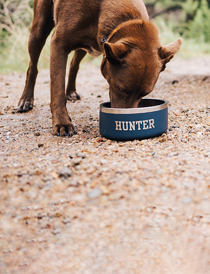 Dog it bowl sale